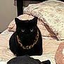 Sushi joined the competition — help win amazing prizes! cat, black_cat, bed, bedding, pillow, blanket, gold_chain, pet, animal, indoor, cozy, feline, cute, resting, looking, yellow_eyes, soft_texture, home, comfort, fur
