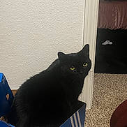Sushi joined the competition — help win amazing prizes! black_cat, cat, box, indoor, carpet, doorway, yellow_eyes, pet, feline, domestic_cat, looking_at_camera, blue_box, home_interior, curious, animal, fur, whiskers, sitting, texture, wall
