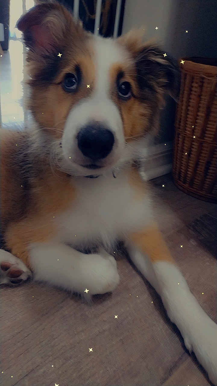 Bailey