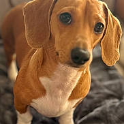 Rashy joined the competition — help win amazing prizes! dog, dachshund, pet, brown, white, ears, fur, animal, cute, indoor, blanket, chair, soft, portrait, looking, closeup, small_dog, domestic_animal, companion, friendly