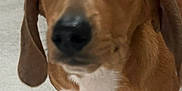 Rashy joined the competition — help win amazing prizes! puppy, dog, brown, white, tile_floor, close_up, pet, curious, indoor, young_dog, cute, small, ears, nose, paws, animal, domestic, looking, floor, background_object
