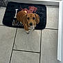 Rashy is registered to the contest to win money with this photo: dog, dachshund, puppy, pet, floor, tile, doormat, indoor, looking_up, brown, white, ears, cute, small_dog, animal, canine, domestic_animal, companion, house, door