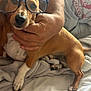 Rashy is registered to the contest to win money with this photo: bed, blanket, brown_dog, casual_clothing, closeup, companion, cozy, cute, dog, domestic_animal, glasses, hand, indoor, mammal, paw, person, pet, relaxed, resting, white_paw