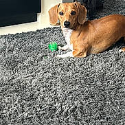 Rashy joined the competition — help win amazing prizes! animal, black_dog, brown_dog, carpet, companion, cozy, curious, cute, dachshund, dog, floor, furniture, home, indoor, pet, playful, relaxed, room, small_dog, toy