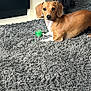 animal, black_dog, brown_dog, carpet, companion, cozy, curious, cute, dachshund, dog, floor, furniture, home, indoor, pet, playful, relaxed, room, small_dog, toy