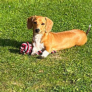 Rashy is registered to the contest to win money with this photo: dog, dachshund, grass, toy, outdoor, pet, animal, sunlight, playful, canine, brown, white, rope_toy, laying_down, nature, summer, small_dog, ears, tail, cute