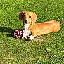 dog, dachshund, grass, toy, outdoor, pet, animal, sunlight, playful, canine, brown, white, rope_toy, laying_down, nature, summer, small_dog, ears, tail, cute