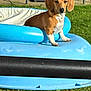 Rashy is registered to the contest to win money with this photo: dog, inflatable_pool, grass, outdoor, pet, brown_dog, white_paws, summer, sunlight, animal, lawn, cute, sitting, garden, canine, playful, backyard, resting, nature, young_dog