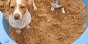 Rashy is registered to the contest to win money with this photo: animal, brown, canine, collar, cute, dog, ears, grass, nature, outdoor, park, paw, pet, playful, recreation, sand, sandbox, summer, tail, white
