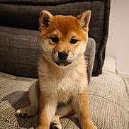 April a rejoint le concours — aidez-le/la à gagner de superbes lots ! dog, puppy, shiba_inu, pet, animal, cute, sitting, indoor, couch, fur, face, ears, whiskers, brown, beige, domestic_animal, young, canine, companion, home