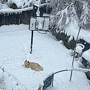 Toga joined the competition — help win amazing prizes! animal, backyard, basketball_hoop, canine, cold, dog, fence, frozen, landscape, nature, outdoor, pet, play, relaxing, snow, snow_cover, snowy, trees, white, winter