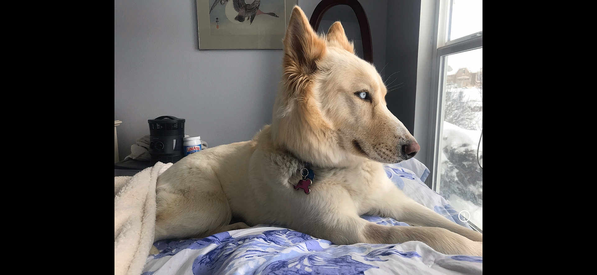 Toga is registered to the contest to win money with this photo: animal, bed, blanket, blue_eyes, calm, collar, cozy, dog, domestic, fur, furniture, indoor, light, pet, portrait, resting, room, side_view, snow, window