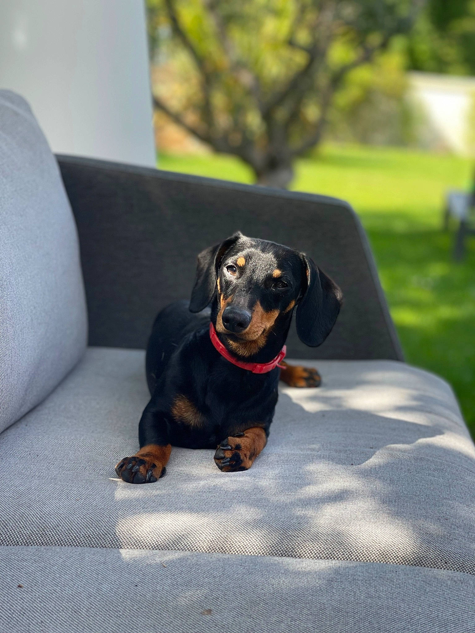 Serge participe au concours pour gagner de l'argent avec cette photo : canidae, carnivore, collar, comfort, companion_dog, dog, dog_breed, electric_blue, eye, grass, guard_dog, liver, pet_supply, plant, snout, sporting_group, terrestrial_animal, tree, working_animal, working_dog