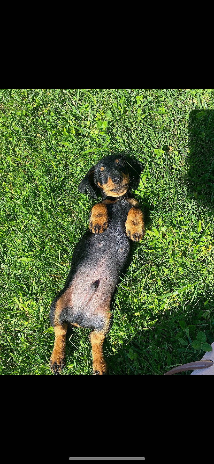 Serge participe au concours pour gagner de l'argent avec cette photo : canidae, carnivore, companion_dog, dog, dog_breed, fawn, grass, groundcover, guard_dog, happy, people_in_nature, plant, rectangle, rottweiler, shadow, snout, sporting_group, terrestrial_animal, working_animal, working_dog