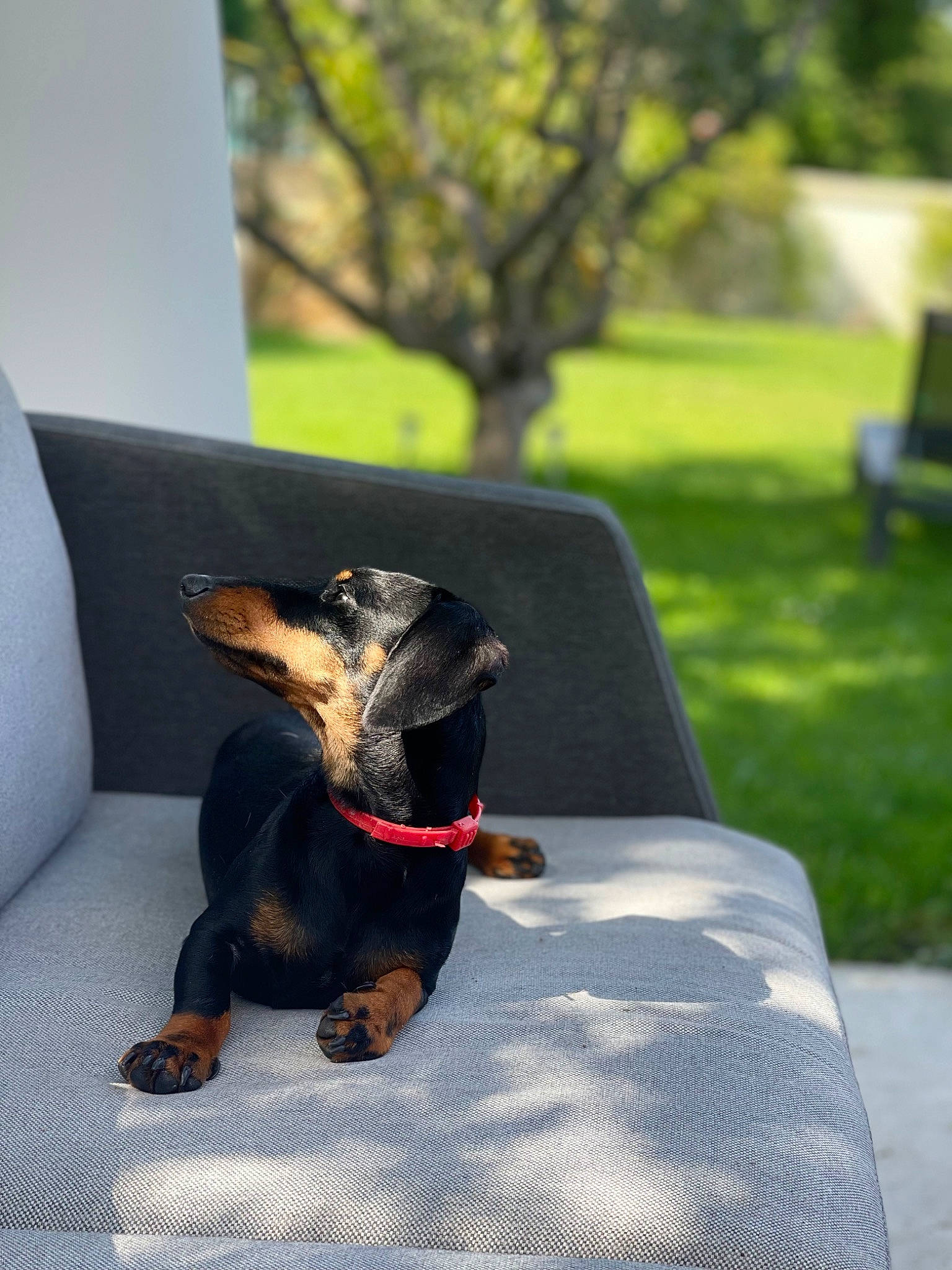 Serge participe au concours pour gagner de l'argent avec cette photo : carnivore, comfort, companion_dog, dog, dog_breed, dog_supply, fawn, grass, guard_dog, pet_supply, pinscher, plant, sitting, snout, sporting_group, tail, terrestrial_animal, toy_dog, tree, working_animal