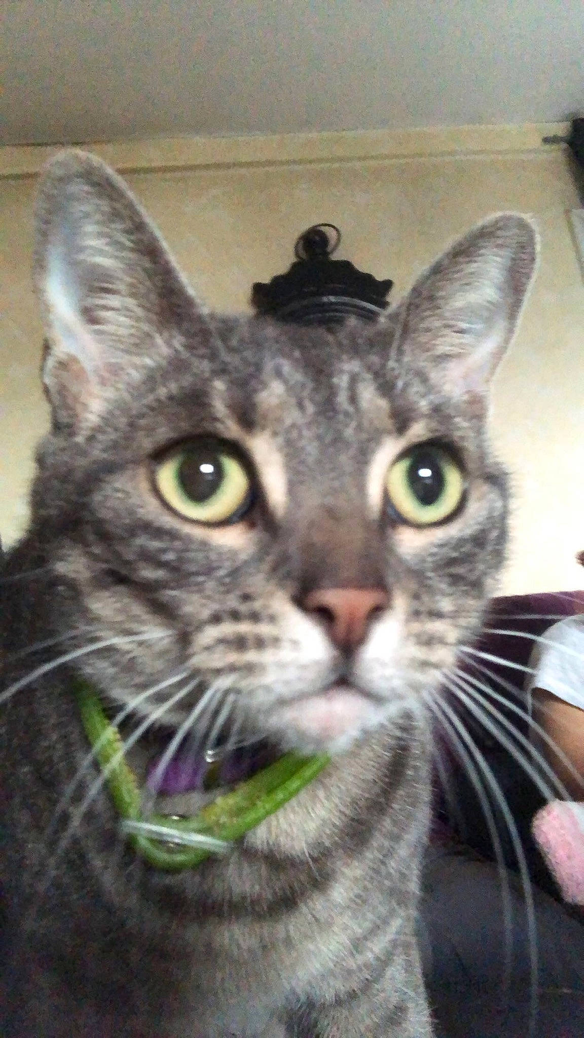 Rome participe au concours pour gagner de l'argent avec cette photo : carnivore, cat, domestic_short_haired_cat, ear, fang, felidae, fur, glasses, grass, jaw, photo_caption, small_to_medium_sized_cats, snout, whiskers