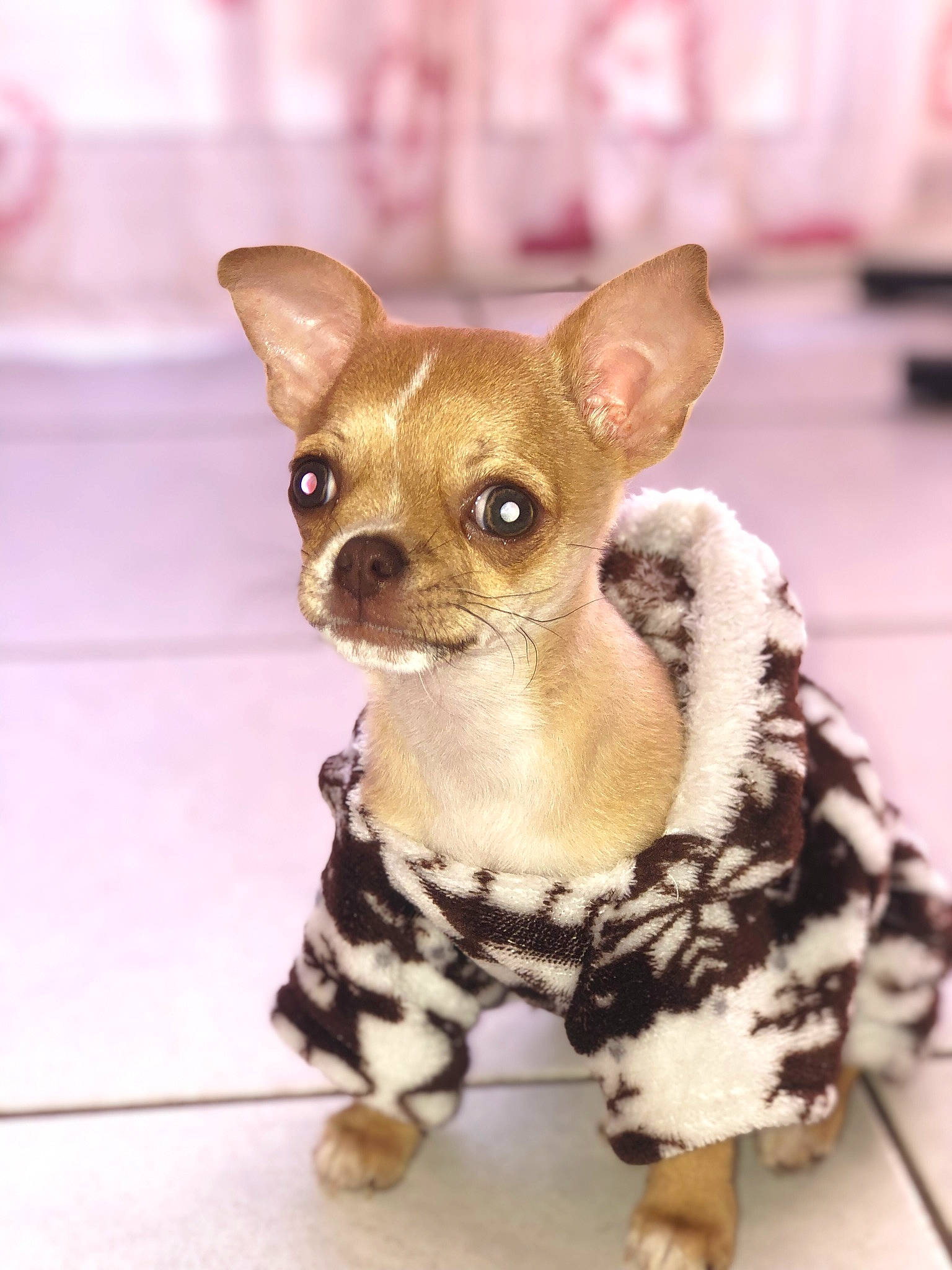 Taro participe au concours pour gagner de l'argent avec cette photo : canidae, carnivore, chihuahua, companion_dog, corgi_chihuahua, dog, dog_breed, ear, fawn, fur, pattern, pink, russkiy_toy, snout, tail, terrestrial_animal, toy, toy_dog, whiskers, working_animal
