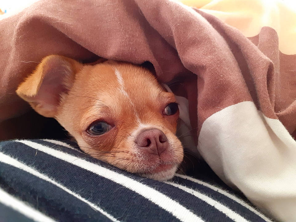 Taro a rejoint le concours — aidez-le/la à gagner de superbes lots ! canidae, carnivore, comfort, companion_dog, dog, dog_breed, ear, fawn, fur, liver, non_sporting_group, paw, puppy, snout, sporting_group, terrestrial_animal, toy_dog, whiskers, wood, working_animal