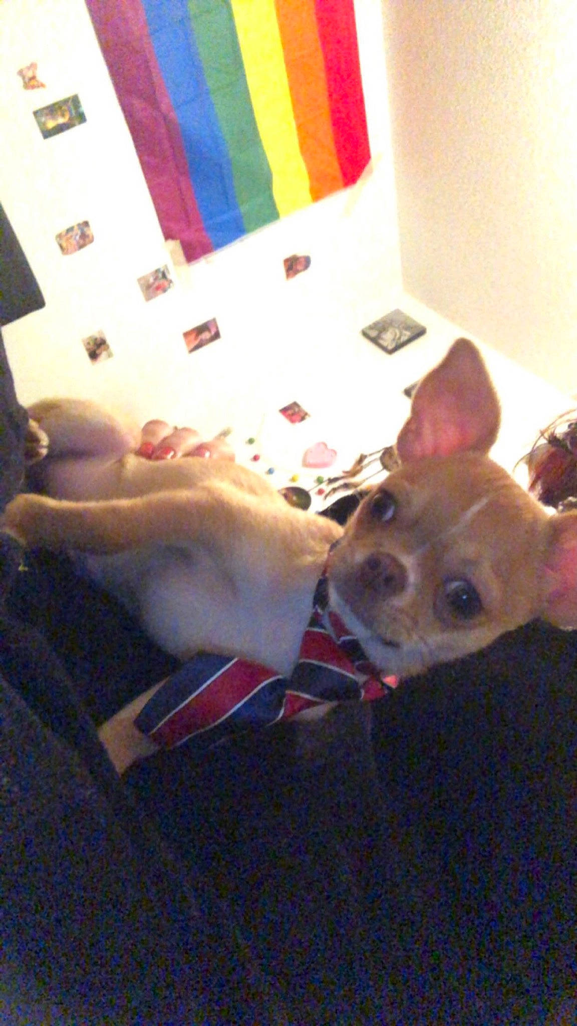 Taro a rejoint le concours — aidez-le/la à gagner de superbes lots ! art, canidae, carnivore, companion_dog, dog, dog_breed, dog_clothes, dog_supply, fawn, felidae, fur, linens, remote_control, small_to_medium_sized_cats, snout, sporting_group, stuffed_toy, tail, toy_dog, whiskers