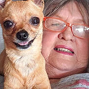 Penny is registered to the contest to win money with this photo: dog, chihuahua, pet, animal, face, person, woman, glasses, smile, portrait, closeup, indoor, cute, tongue, fur, head, eyes, skin, hair, happy