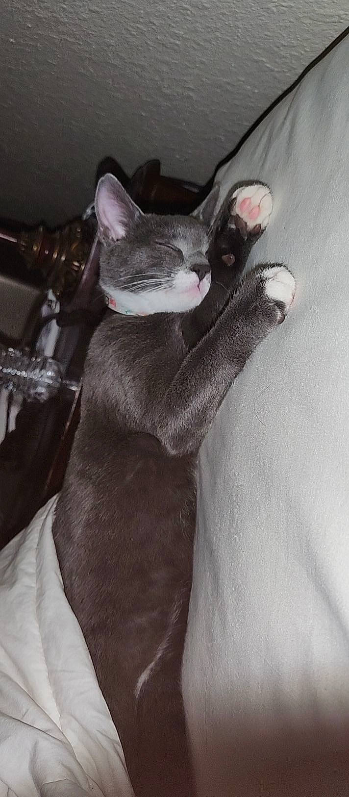 Binx is registered to the contest to win money with this photo: arm, black_cat, carnivore, cat, comfort, domestic_short_haired_cat, ear, fawn, felidae, fur, gesture, grey, jaw, nail, paw, sitting, sleeve, small_to_medium_sized_cats, snout, whiskers