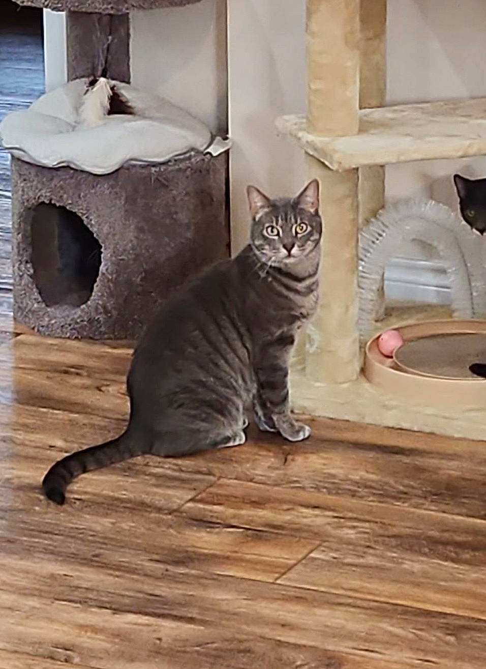 Bighead is registered to the contest to win money with this photo: carnivore, cat, cat_supply, comfort, domestic_short_haired_cat, fawn, felidae, floor, flooring, fur, grey, hardwood, laminate_flooring, small_to_medium_sized_cats, snout, tail, whiskers, wood, wood_flooring, wood_stain