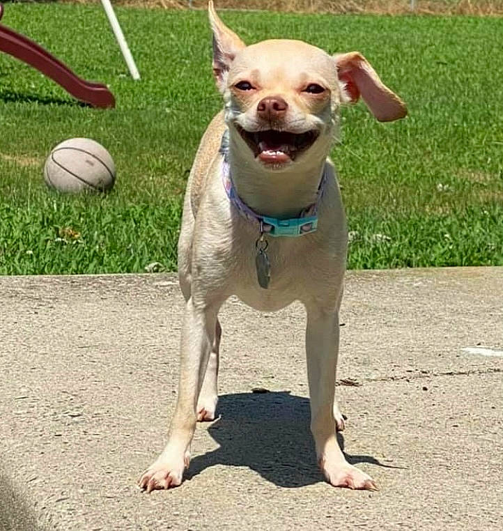 Aaliyah is registered to the contest to win money with this photo: ball, canidae, carnivore, collar, companion_dog, dog, dog_breed, dog_collar, dog_supply, fawn, foot, football, hunting_dog, leash, pet_supply, snout, sporting_group, tongue, vertebrate, working_animal