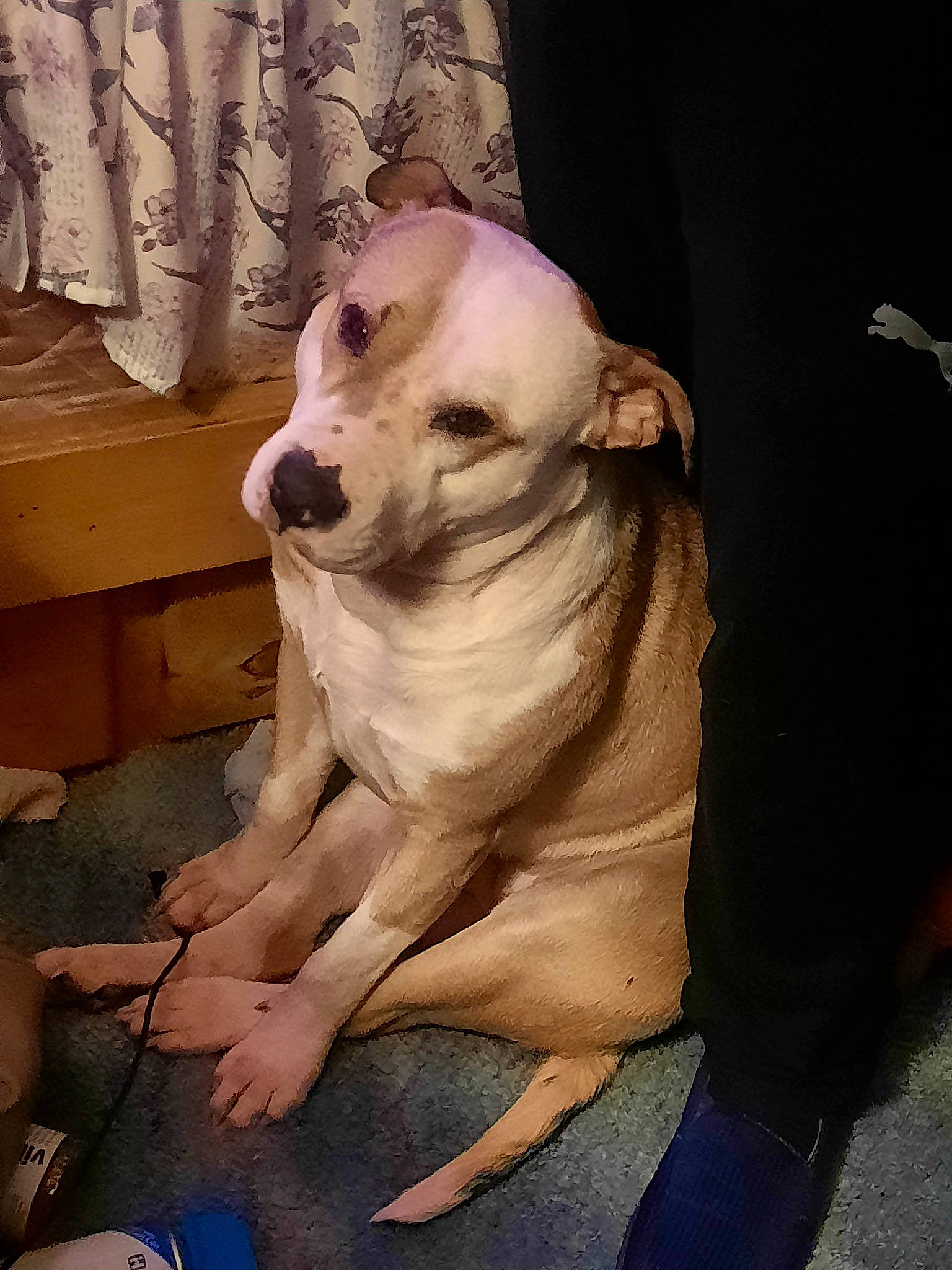 Missy joined the competition — help win amazing prizes! canidae, carnivore, collar, companion_dog, dog, dog_breed, dog_collar, dog_supply, fawn, foot, non_sporting_group, pet_supply, snout, sporting_group, tail, terrestrial_animal, toy_dog, whiskers, wood, working_animal