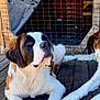 Riptide is registered to the contest to win money with this photo: dog, saint_bernard, wooden_deck, kayak, netting, outdoor, pet, animal, fur, resting, sunlight, wood, brown, white, large_dog, paw, looking_up, captive, kennel, rustic