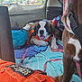 Riptide is registered to the contest to win money with this photo: dog, puppy, saint_bernard, car_interior, blanket, harness, seatbelt, backseat, travel_gear, daylight, window, vehicle, resting, pet_accessories, colorful, orange, blue, pink, leash, fur