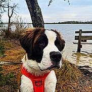 Riptide joined the competition — help win amazing prizes! bench, brown_and_white_fur, calm, close_up, cute, dog, fur, lake, leash, muzzle, nature, nose, orange_harness, outdoor, pine_needles, portrait, puppy, st_bernard, tree, water