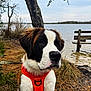 bench, brown_and_white_fur, calm, close_up, cute, dog, fur, lake, leash, muzzle, nature, nose, orange_harness, outdoor, pine_needles, portrait, puppy, st_bernard, tree, water