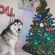 Nippes a rejoint le concours — aidez-le/la à gagner de superbes lots ! animal, blanket, celebration, christmas_tree, colorful_lights, cozy, cute, dog, festive, fur, greenery, happy, heterochromia, holiday_decorations, home, indoor, ornaments, pet, siberian_husky, smiling