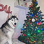 animal, blanket, celebration, christmas_tree, colorful_lights, cozy, cute, dog, festive, fur, greenery, happy, heterochromia, holiday_decorations, home, indoor, ornaments, pet, siberian_husky, smiling