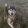 Nippes a rejoint le concours — aidez-le/la à gagner de superbes lots ! animal, canine, daylight, dog, fence, field, frost, grass, happy, harness, husky, mammal, nature, outdoor, pet, portrait, running, smiling, walking, winter