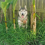 Nippes participe au concours pour gagner de l'argent avec cette photo : dog, husky, grass, plants, leaves, fence, outdoor, pet, animal, nature, greenery, tongue_out, sitting, daylight, canine, heterochromia, tropical, garden, yard, happy
