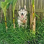 dog, husky, grass, plants, leaves, fence, outdoor, pet, animal, nature, greenery, tongue_out, sitting, daylight, canine, heterochromia, tropical, garden, yard, happy