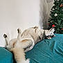 Nippes participe au concours pour gagner de l'argent avec cette photo : bed, canine, christmas_tree, cozy, decor, dog, fluffy_tail, fur, holiday, home, husky, indoor, lying_down, ornaments, paw, pet, relaxed, teal_bedspread, upside_down, white_wall