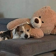 Luke a rejoint le concours — aidez-le/la à gagner de superbes lots ! dog, sleeping, teddy_bear, plush_toy, couch, gray, cozy, indoor, resting, cute, pet, animal, soft, comfort, snuggling, relaxation, furry, brown, white, peaceful