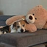 dog, sleeping, teddy_bear, plush_toy, couch, gray, cozy, indoor, resting, cute, pet, animal, soft, comfort, snuggling, relaxation, furry, brown, white, peaceful