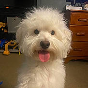 Charlie joined the competition — help win amazing prizes! dog, white_dog, fluffy, tongue_out, pet, indoor, carpet, dresser, furniture, tv, toys, playful, close_up, portrait, puppy, black_nose, dark_eyes, household, room, happy