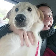 Thor a rejoint le concours — aidez-le/la à gagner de superbes lots ! animal, blurry, car_interior, closeup, companion, dog, excited, hand, happy, indoors, jacket, light_fur, person, pet, scarf, seatbelt, selfie, smile, transportation, window