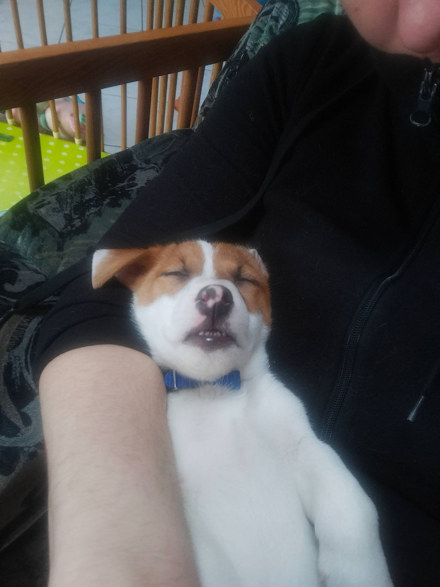 Ajax participe au concours pour gagner de l'argent avec cette photo : beer, canidae, carnivore, chair, comfort, companion_dog, dog, dog_breed, eyewear, fawn, fur, hound, human_leg, lap, outdoor_furniture, sitting, snout, sporting_group, toy_dog, whiskers