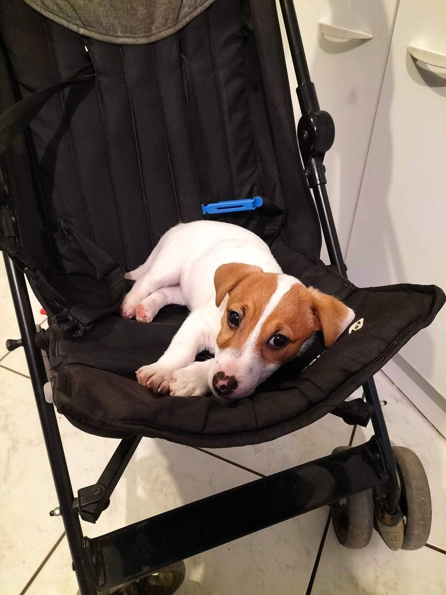 Ajax a rejoint le concours — aidez-le/la à gagner de superbes lots ! baby_carriage, baby_products, bag, car_seat, carnivore, chair, collar, comfort, companion_dog, dog, dog_breed, fashion_accessory, fawn, human_leg, luggage_and_bags, seat_belt, sitting, sporting_group, tire, working_animal