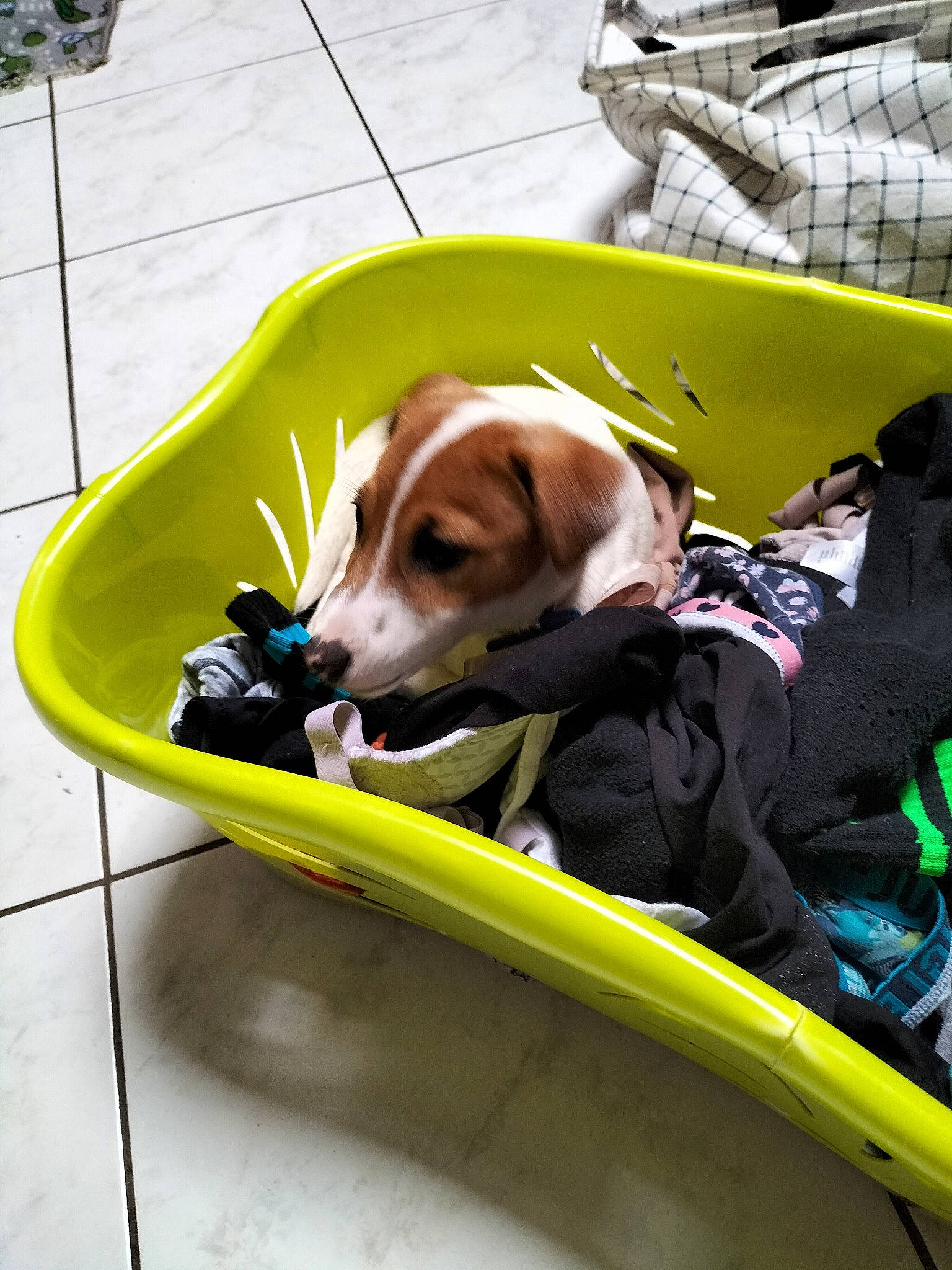 Ajax a rejoint le concours — aidez-le/la à gagner de superbes lots ! adventure, automotive_exterior, bumper, canidae, carnivore, collar, companion_dog, dog, dog_breed, dog_supply, fun, grass, leash, leisure, motor_vehicle, personal_protective_equipment, pet_supply, recreation, sporting_group, working_animal