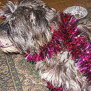 Raggy joined the competition — help win amazing prizes!