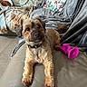 Chloe joined the competition — help win amazing prizes! animal, blanket, carpet, collar, companion, couch, cozy, cute, dog, domestic, fur, indoor, leather, pet, pillow, pink_toy, relaxed, resting, small_dog, toy