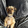 Chloe joined the competition — help win amazing prizes! alert, animal, attention, blanket, brown_fur, canine, collar, companion, cute, dog, domestic_animal, ears, friendly, fur, indoor, looking, pet, portrait, sitting, small_dog