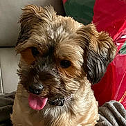 Chloe is registered to the contest to win money with this photo: dog, pet, tongue_out, fluffy, brown_fur, black_nose, blanket, couch, indoor, cozy, cute, animal, companion, sitting, close_up, fur, ears, collar, relaxed, happy