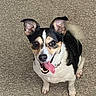 Lulu is registered to the contest to win money with this photo: animal, black_and_white, canine, carpet, companion, cute, dog, domestic_animal, ears_up, friendly, happy, indoor, looking_up, mammal, pet, playful, sitting, small_dog, tail_wagging, tongue_out